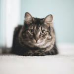 category_cat