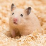 category_hamster