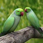 category_parrots